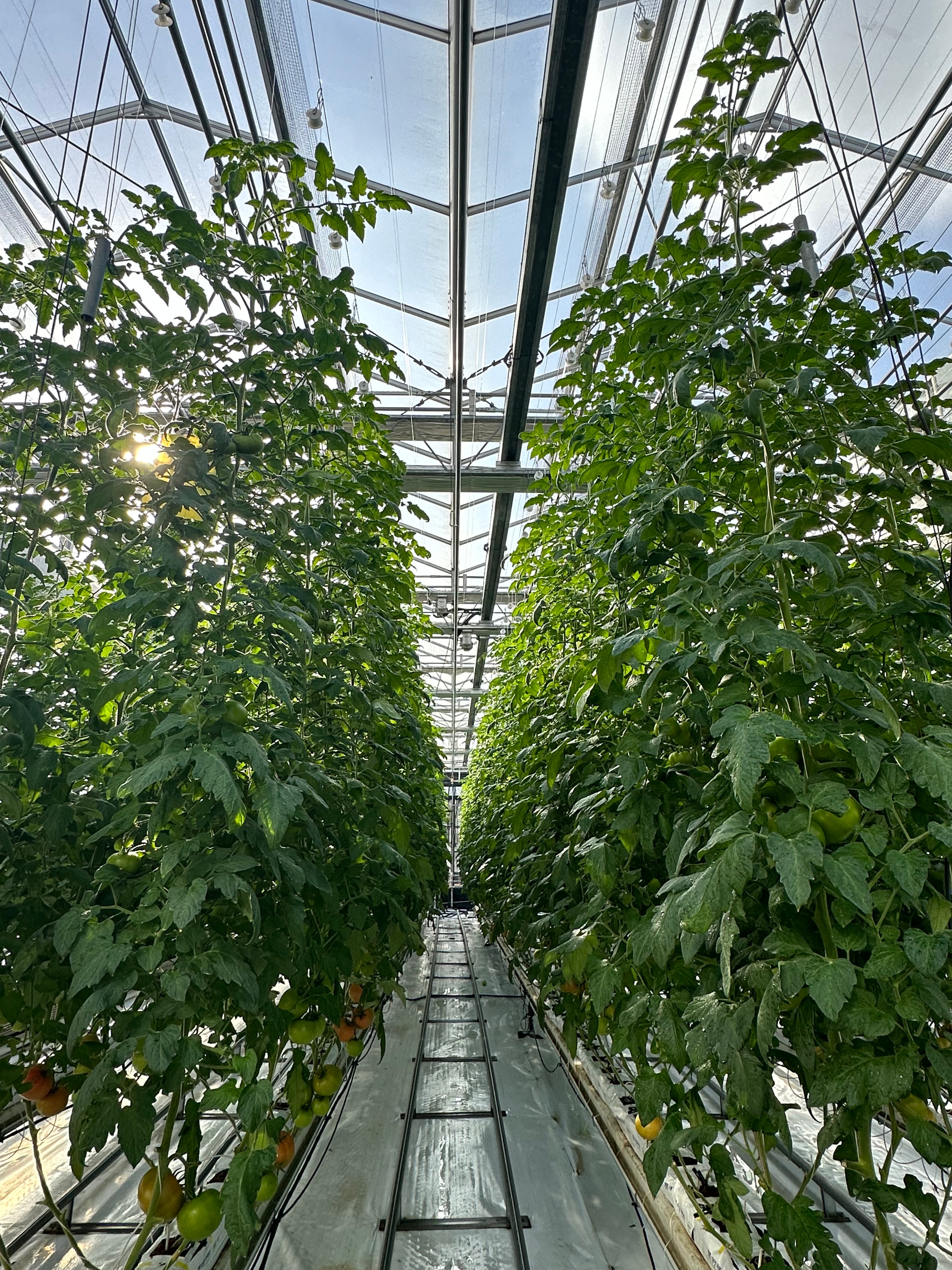 Greenhouse